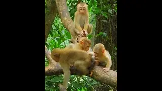 Adorable Baby Monkeys Sweet Playtime and Fraternal Joy #BabyMonkeys #PlaytimeJoy #FriendshipM