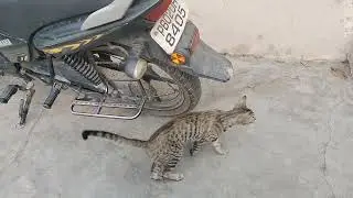 #funny #shorts #viral #trendingreels #photography #cat #views #today #subscribe #top
