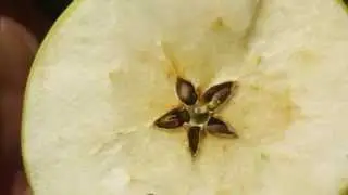 Flowering & Diversity in the Organic Apple Orchard