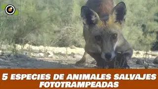 5 especies de ANIMALES SALVAJES grabadas con fototrampeo. ¿Cuáles son? ¡Quizá no las hayas visto!