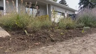 Sask. woman who got cited for tall plants in pollinator garden says bylaw should change