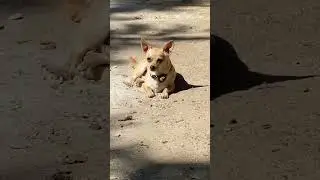 Clean Cats Vs Dirty Dogs - Hygiene Showdown #shorts #funnyvideos #catshorts #dogshorts #catsanddogs