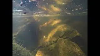 tadpoles 2
