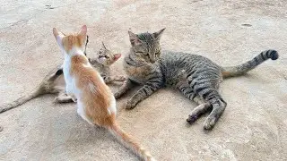 How to train your cats #cat #pets