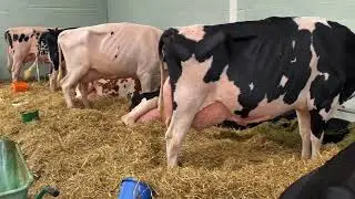 Baileys Holstein Barn. Virginia.  iPhone Video.Part One