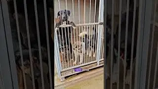 Собачки в 35 и 36 вольере ищут дом 🙌Поставьте лайк, это может помочь найти малышам дом 🙏