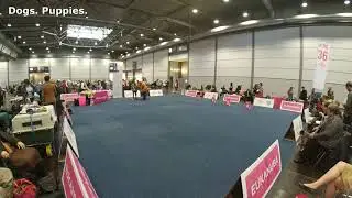 WDS 2017. Лейпциг. 11 ноября 2017 г. Вельш-корги-кардиган.