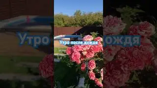 Утро в саду Бориса после первого дождя за 4 месяца #garden #садоводничество #rose #сад #цветыдлядома