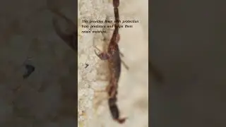 The Maternal Care of Scorpions: A Unique Bond