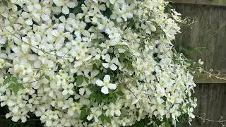 Clematis montana in full flower in May - Ashridge Nurseries