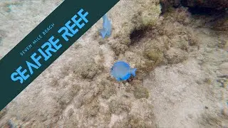 Snorkeling Sea Fire Reef off Seven Mile Beach in Grand Cayman
