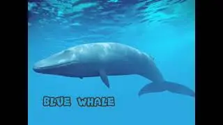 Blue Whale Ringtone!! Blue Whale Real Theme Song and Remix!! (চোখ বন্ধ করে হেডফোন লাগিয়ে শুনুন)