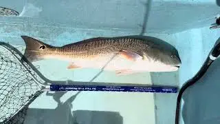 panga boat catch&release fishing over slot redfish in Savannah, GA