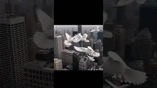 The Lonely Pigeon&rsquo;s Flight to Friendship 🌅✨#ai #animation #disney #hope #life