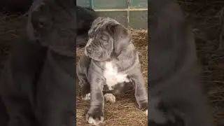 newpolitan mastif pup 🐶