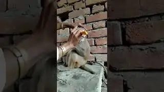 First time in history monkey is acceting to shave his beard and mustache