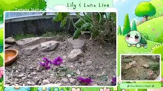Enjoy the slow life 🐢 Relax | Turtles | Music | Chill