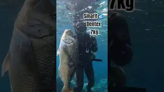 Sinarit vuruş anı 🐟 Dentex 7kg #spearfishing #fishing #balık #fish #keşfet #fyp #dentex #sinarit