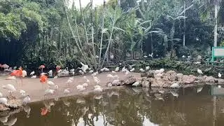 Flamingo Pond