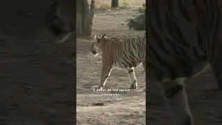 The unseen cost of human-tiger conflicts