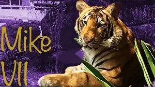 Alirien Vlogs Mike VII