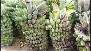 usaha pisang kepok jumbo satu tandan untung 100 ribu