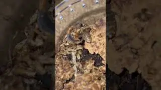 Centruroides nigrimanus #buthidae #shortsvideo