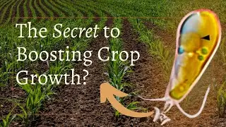 Revolutionary Discovery Could Supercharge Crop Growth!