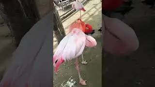 💫🦩Why does the flamingo sleep standing with one leg up?#trendingshorts #flamingo #bird