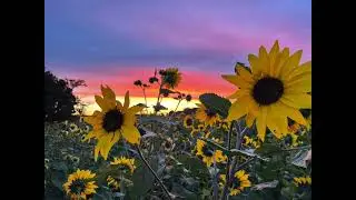 Manchester Sunflower Farm  -Sunrises 2022