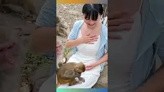 Suddenly the naughty monkey pull the girl's bra #animals #monkeys #monkeylove #shorts