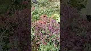 Some bilberries get vibrant autumn colours
