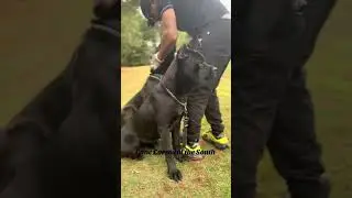 Cane Corso Puppies in Atlanta &ndash;Registered & Ready Now!