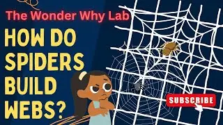 Science for Kids: How Do Spiders Build Webs? | The Wonder Why Lab