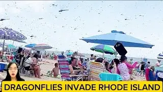 Dragonflies invade Rhode Island