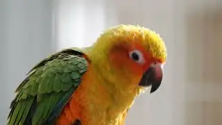 Close Up Of A Sun Conure Parrot