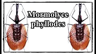 Mormolyce phyllodes - Pr&auml;paration / Mounting