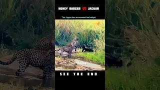 3 Leopards vs 1 Honey Badger: Who Wins? 😱 #WildLife