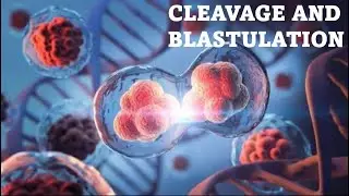 From Division To Formation: A Journey Through Cleavage And Blastulation (Malayalam Explanation)