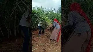 Village Environment || Farmer life #Buffalo #milk #farming #farmer #short #shortsyoutube #shorts