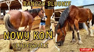 NOWY KOŃ / CLYDESDALE / ILE MA WZROSTU? / Q&A