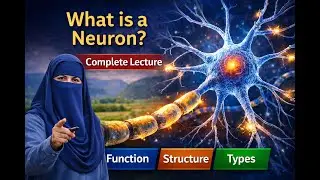 What is a Neuron? | Complete Biology Lecture | Function, Structure & Types