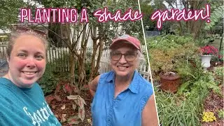 Planting Shade Loving Plants: Tractor Seat Plant, Heuchera and Caladiums (Zone 9b)