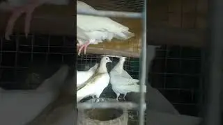 White Dove