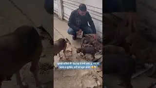 मिशन o हंगर #viral #dog #love #music #puppy #viralvideos #viralshort #viralreels #funny #happy #me