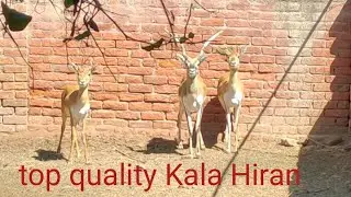 Top quality Kala Hiran balwal form Saifullah birds form Sargodha