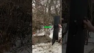 Una MUJER SALVA al LINCE de la trampa del cazador❤️