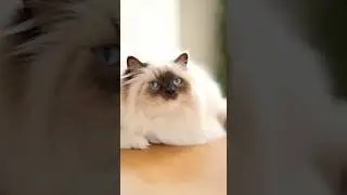 📸✨When Your Camera Says&hellip; Meow! 😺 #cat #cute #kitten #funny #cutecat #pets #funnycats #kitty