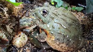 African Bullfrog feeding #bullfrog #amphibians