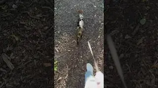 Bengal cat walking on a leash #cat #bengal #animals #pets